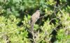 Cuckoo at Gunners Park (Richard Howard) (181109 bytes)