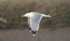 Yellow-legged Gull at Hullbridge (Jeff Delve) (21554 bytes)