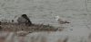 Caspian Gull at Wat Tyler Country Park (Steve Arlow) (54909 bytes)