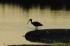 Glossy Ibis at Vange Marsh (RSPB) (Richard Howard) (45552 bytes)