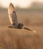 Short-eared Owl at Wallasea Island (RSPB) (Jeff Delve) (34973 bytes)