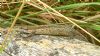 Common Lizard at South Fambridge (Paul Baker) (104582 bytes)