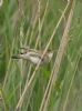 Marsh Warbler at Benfleet Downs (Jeff Delve) (67320 bytes)