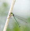 Willow Emerald Damselfly at Bowers Marsh (RSPB) (Graham Oakes) (44698 bytes)