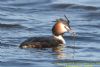 Great Crested Grebe at West Canvey Marsh (RSPB) (Richard Howard) (68607 bytes)