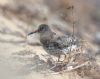 Purple Sandpiper at Gunners Park (Andrew Armstrong) (61414 bytes)