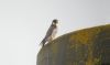 Peregrine Falcon at Rochford (Steve Arlow) (34020 bytes)