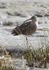 Whimbrel at Two Tree Island (Jeff Delve) (77918 bytes)