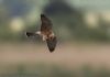 Red-footed Falcon at Vange Marsh (RSPB) (Jeff Delve) (29209 bytes)