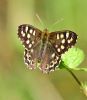 Speckled Wood at Canvey Wick (Graham Oakes) (71381 bytes)