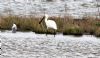 Spoonbill at Private site with no public access (Sally Brierley) (93960 bytes)