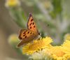 Small Copper at Gunners Park (Andrew Armstrong) (50332 bytes)