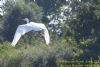 Great White Egret at Bowers Marsh (RSPB) (Richard Howard) (66602 bytes)