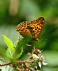 Silver-washed Fritillary at Belfairs Woods (Graham Oakes) (62958 bytes)