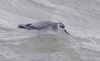 Grey Phalarope at Canvey Point (Vince Kinsler) (42017 bytes)
