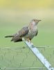 Cuckoo at Bowers Marsh (RSPB) (Graham Oakes) (51893 bytes)