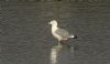 Yellow-legged Gull at Hullbridge (Steve Arlow) (75430 bytes)