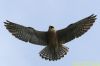 Red-footed Falcon at Vange Marsh (RSPB) (Richard Howard) (70084 bytes)