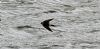 Red-rumped Swallow at Gunners Park (Vince Kinsler) (81226 bytes)