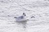 Grey Phalarope at Canvey Point (Vince Kinsler) (64303 bytes)