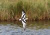 Little Gull at Gunners Park (Andrew Armstrong) (47756 bytes)