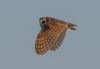 Barn Owl at Wallasea Island (RSPB) (Jeff Delve) (21068 bytes)