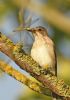 Spotted Flycatcher at Bowers Marsh (RSPB) (Graham Oakes) (77488 bytes)