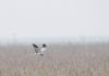 Hen Harrier at Wallasea Island (RSPB) (Andrew Armstrong) (27204 bytes)