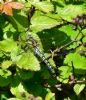 Hairy Dragonfly at Bowers Marsh (RSPB) (Graham Oakes) (96179 bytes)
