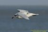 Mediterranean Gull at Canvey Point (Richard Howard) (64170 bytes)