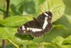 White Admiral at Belfairs N.R. (Jeff Delve) (65352 bytes)