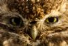 Little Owl at Canewdon (Jeff Delve) (90588 bytes)