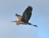 Purple Heron at Bowers Marsh (RSPB) (Graham Oakes) (30617 bytes)