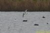 Little Gull at Vange Marsh (RSPB) (Richard Howard) (60340 bytes)