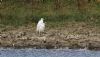 Cattle Egret at West Canvey Marsh (RSPB) (Steve Arlow) (82559 bytes)