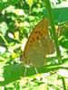 Silver-washed Fritillary at Belfairs N.R. (Paul Griggs) (82145 bytes)