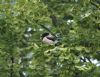 Rose-coloured Starling at Rayleigh (Vince Kinsler) (87184 bytes)