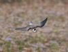 Black Tern at Bowers Marsh (RSPB) (Graham Oakes) (49684 bytes)