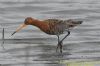 Black-tailed Godwit at West Canvey Marsh (RSPB) (Richard Howard) (111724 bytes)