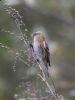 Lesser Redpoll at Canvey Wick (Tim Bourne) (50322 bytes)