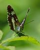 White Admiral at Belfairs Woods (Graham Oakes) (45706 bytes)