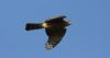 Sparrowhawk at Gunners Park (Gordon Appleton) (14771 bytes)