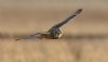 Short-eared Owl at Wallasea Island (RSPB) (Jeff Delve) (22036 bytes)