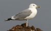 Caspian Gull at Private site with no public access (Steve Arlow) (28783 bytes)