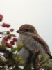 Red-backed Shrike at Private site with no public access (Alan Shearman) (45288 bytes)