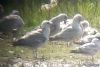 Caspian Gull at Bowers Marsh (RSPB) (Paul Griggs) (64185 bytes)