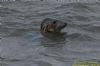 Grey Seal at Southend Pier (Richard Howard) (87946 bytes)