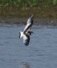 Little Gull at Bowers Marsh (RSPB) (Graham Oakes) (48314 bytes)
