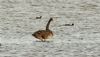 Black Swan at Bowers Marsh (RSPB) (Steve Arlow) (179373 bytes)