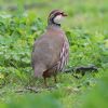 Red-legged Partridge at Gunners Park (Andrew Armstrong) (104121 bytes)